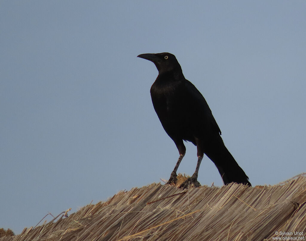 Great-tailed Grackle male adult