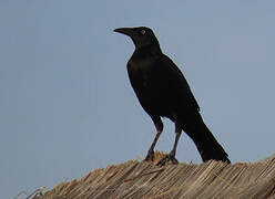 Great-tailed Grackle