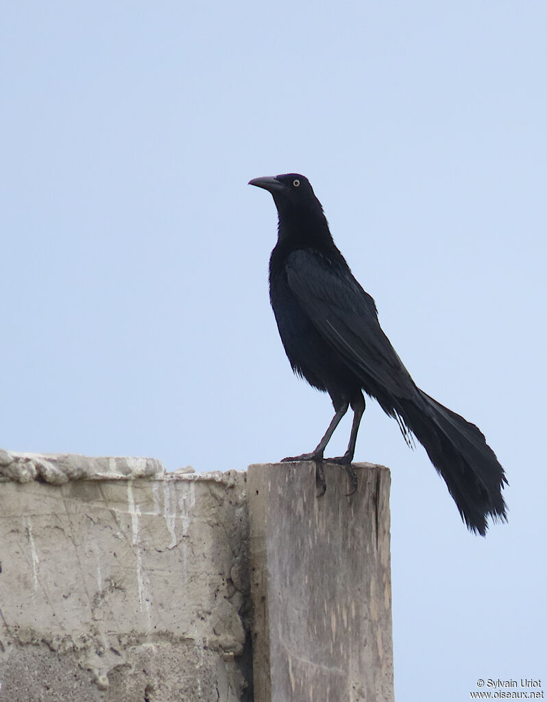 Great-tailed Grackle male adult