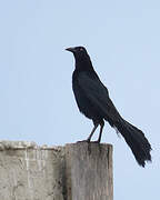 Great-tailed Grackle