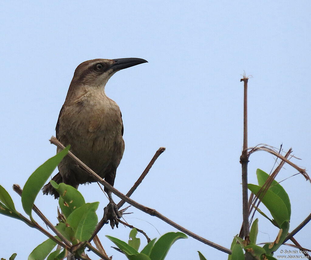 Great-tailed Grackle female adult