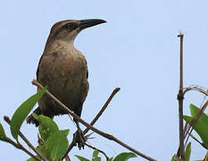 Great-tailed Grackle