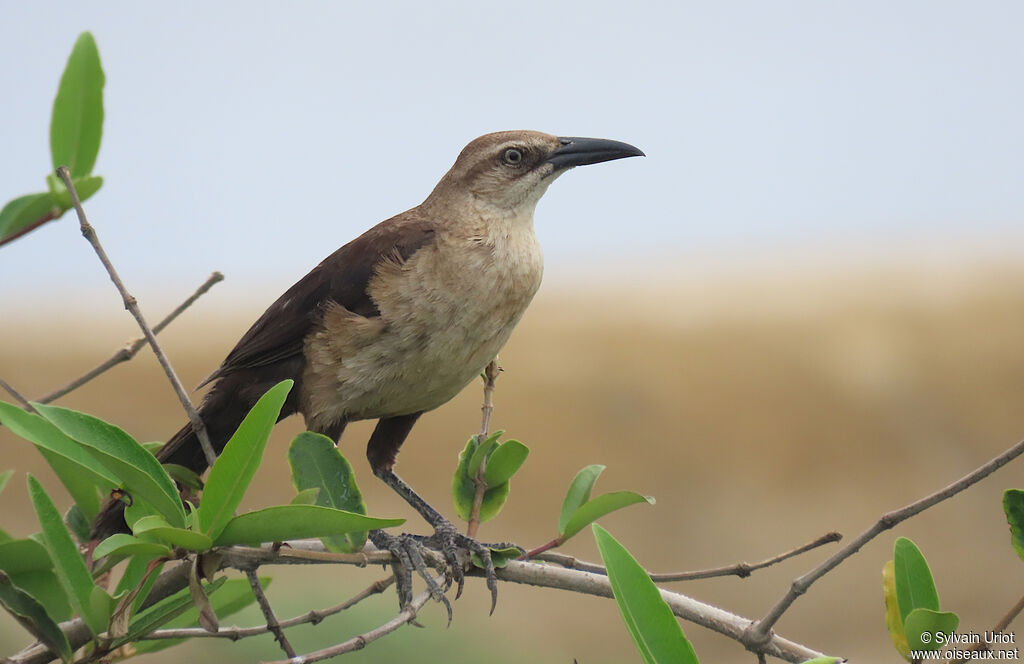 Great-tailed Grackle female adult