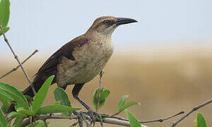 Great-tailed Grackle