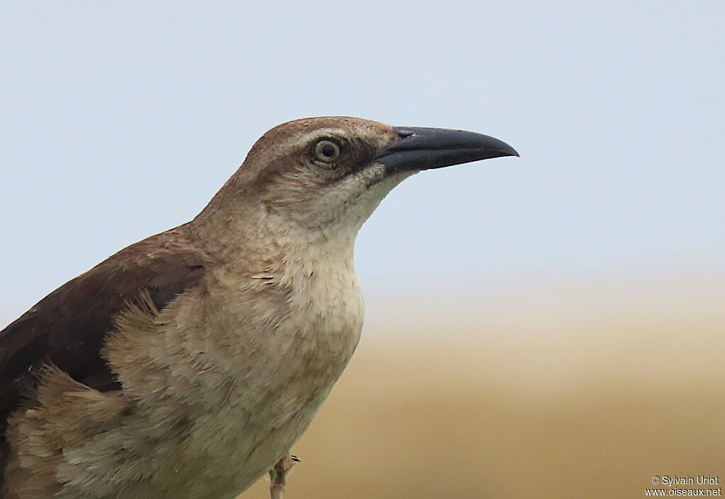 Great-tailed Grackle female adult