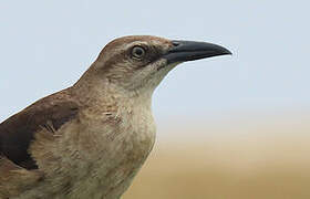 Great-tailed Grackle