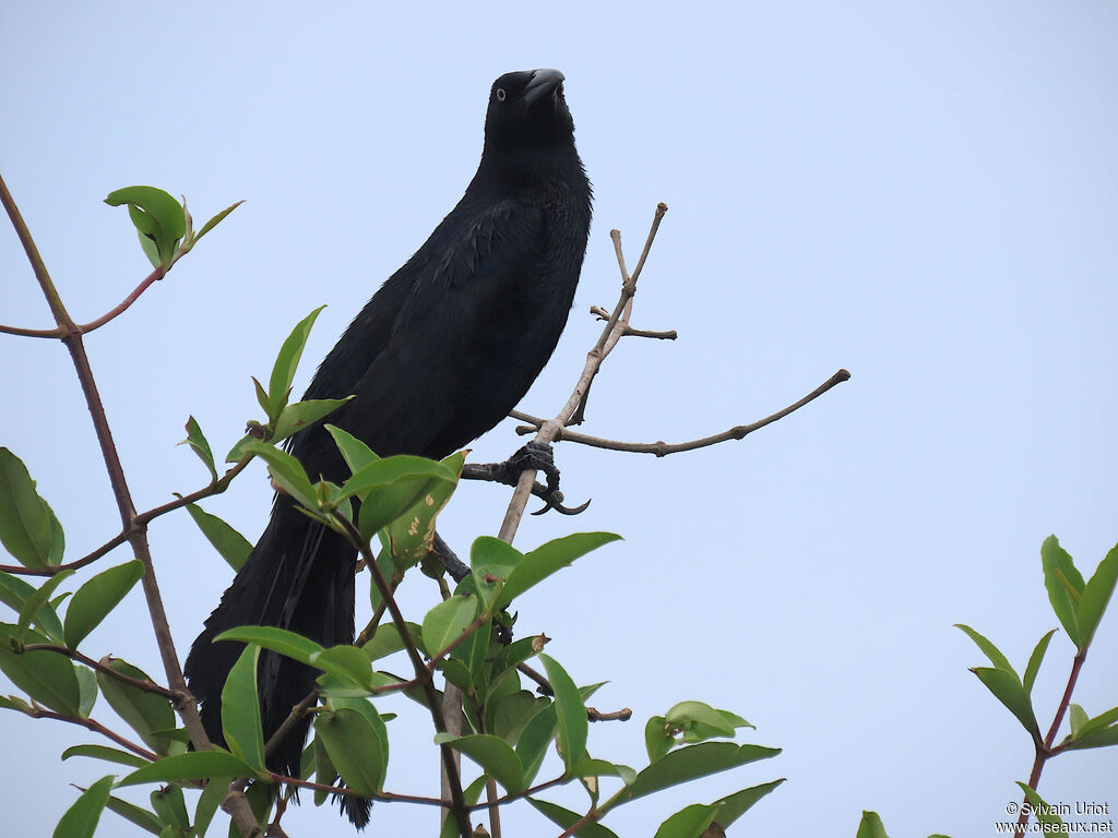 Great-tailed Grackle male adult