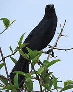 Great-tailed Grackle