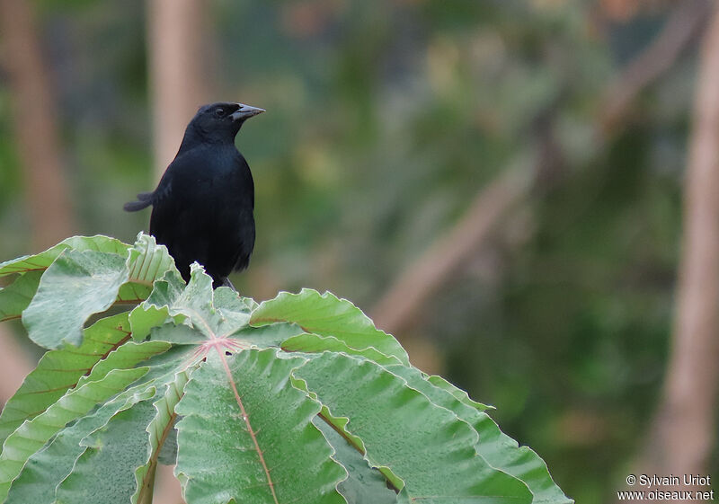 Scrub Blackbird male adult