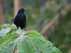 Scrub Blackbird