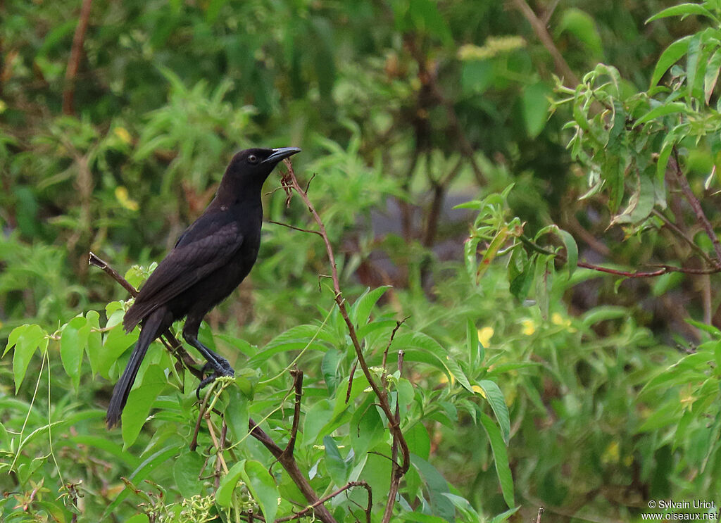 Carib Grackleimmature