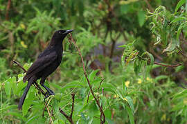 Carib Grackle