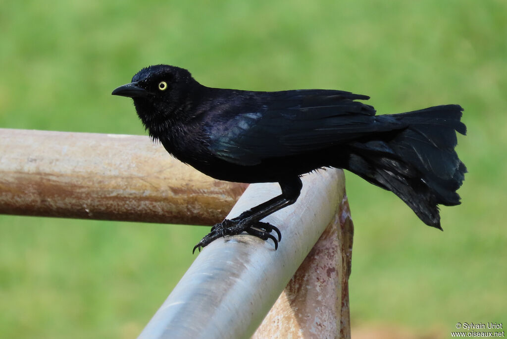 Carib Grackle male adult