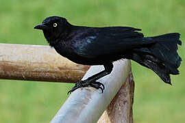 Carib Grackle