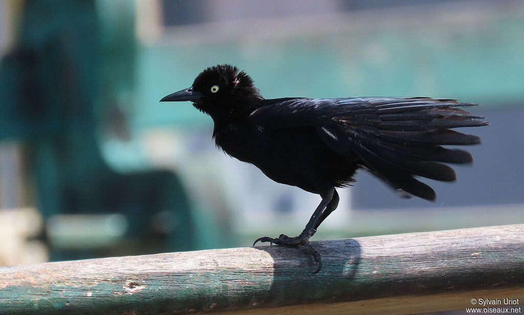 Carib Grackle male adult