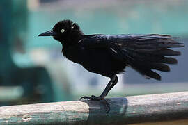 Carib Grackle