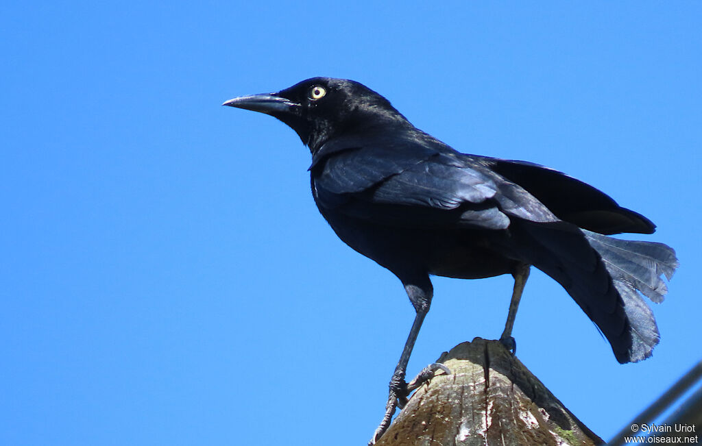 Carib Grackle male adult