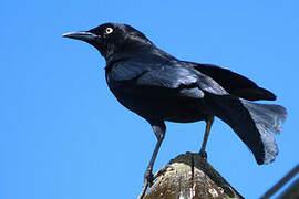 Carib Grackle