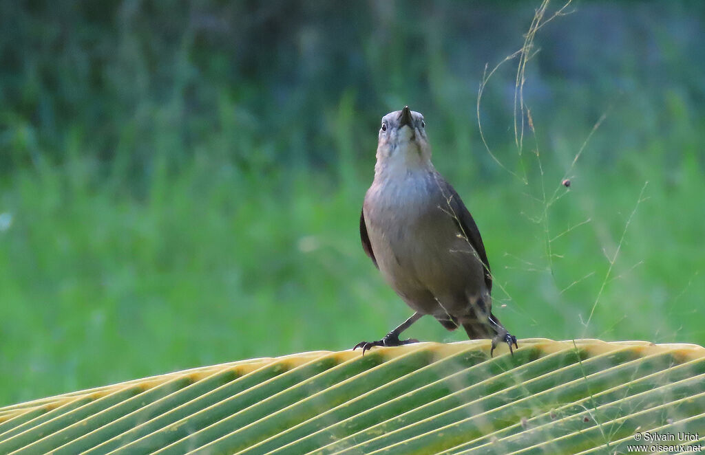 Carib Grackle female adult