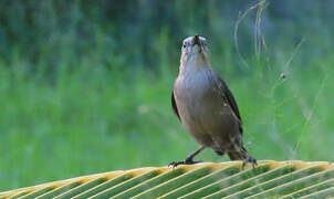 Carib Grackle