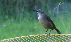 Carib Grackle