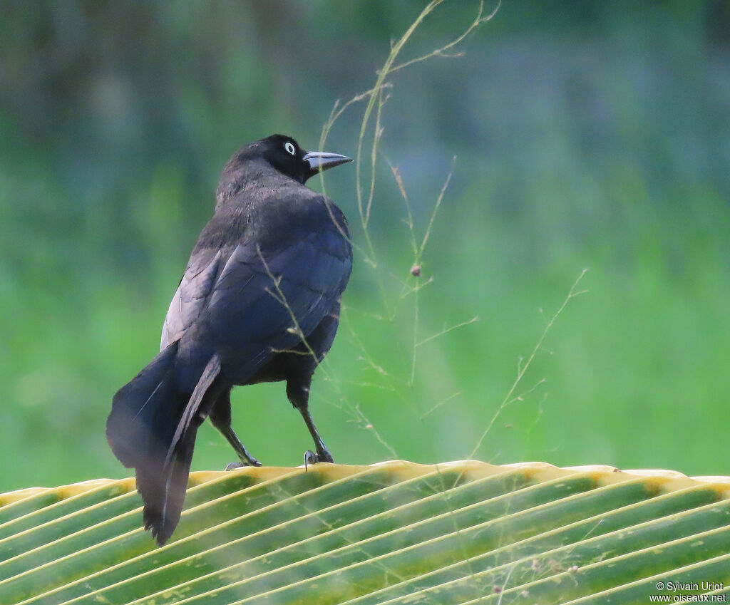 Carib Grackle male adult