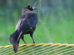 Carib Grackle