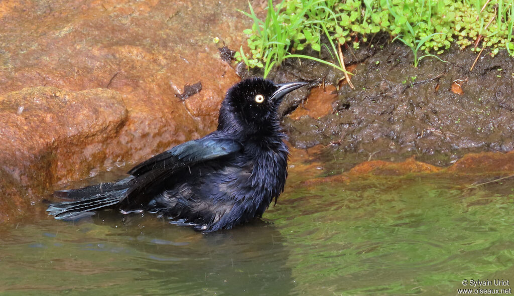 Quiscale merle mâle adulte