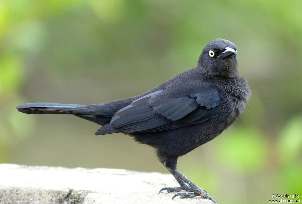 Carib Grackleadult