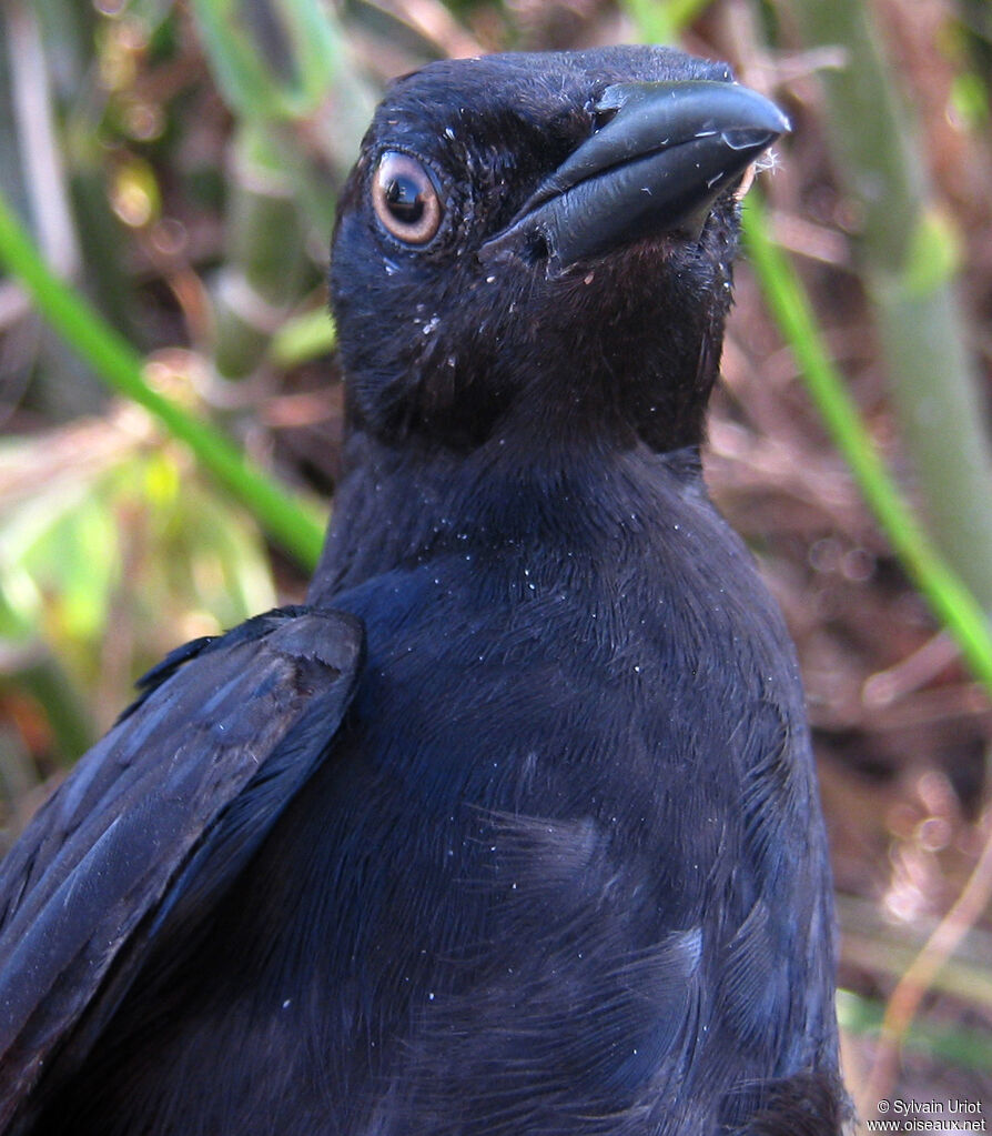 Carib Grackleimmature