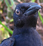 Carib Grackle