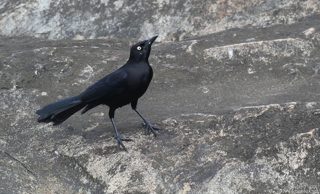 Carib Grackle male adult