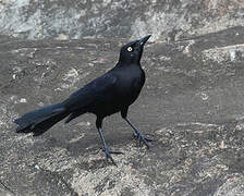 Carib Grackle