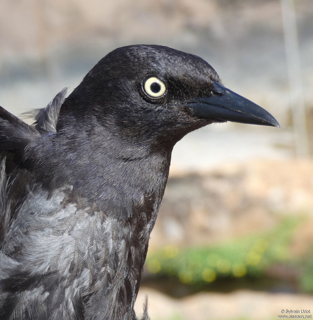 Carib Grackleadult