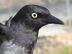 Carib Grackle