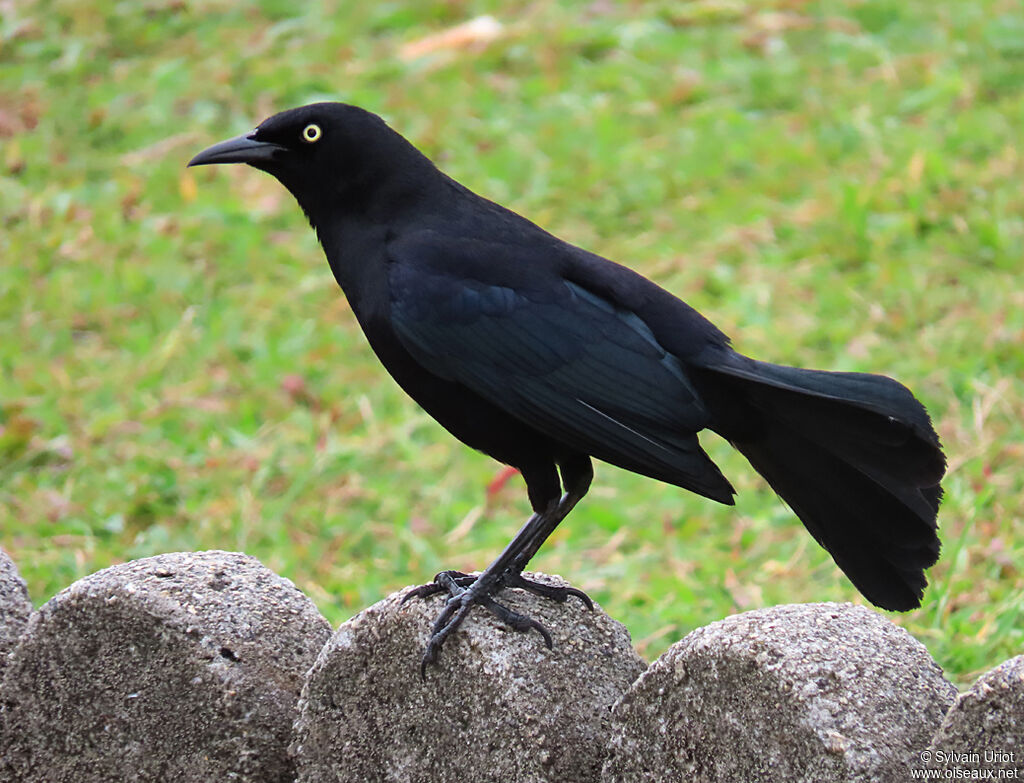 Carib Grackle male adult