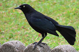 Carib Grackle