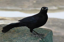 Carib Grackle