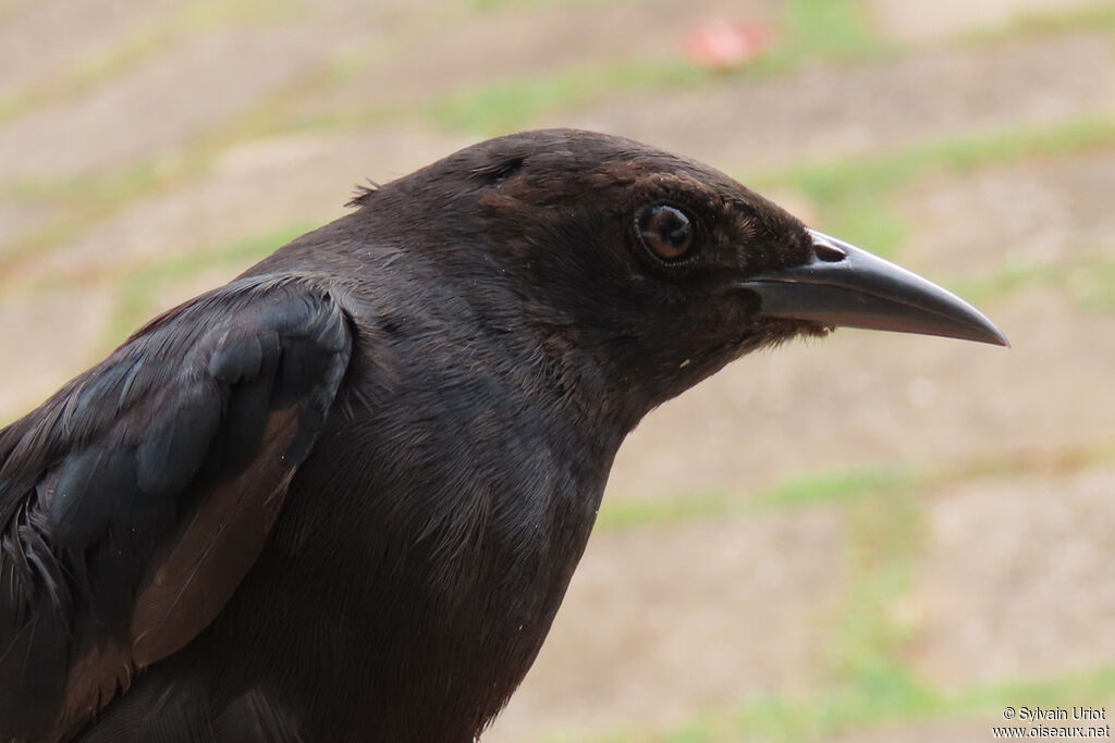 Carib Grackleimmature