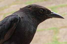 Carib Grackle