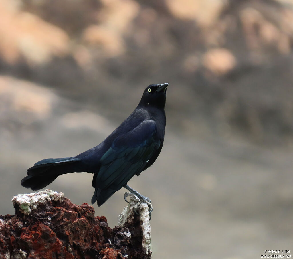 Carib Grackle male adult