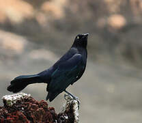 Carib Grackle