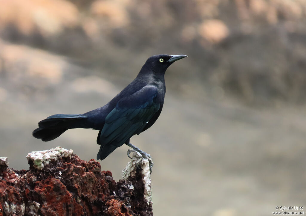 Carib Grackle male adult