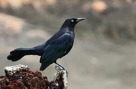 Carib Grackle