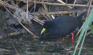 Black Crake