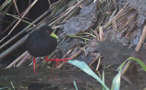 Black Crake