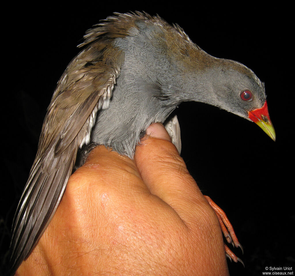 Paint-billed Crake