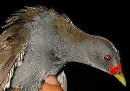 Paint-billed Crake