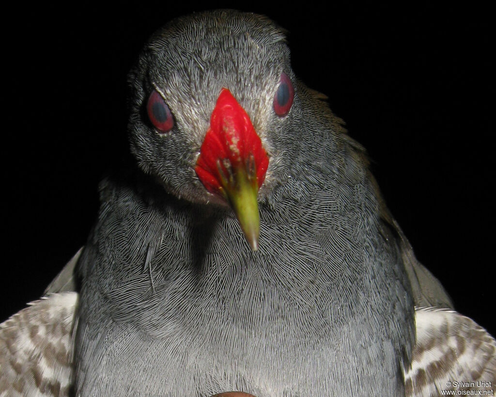 Paint-billed Crake