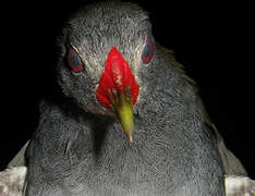 Paint-billed Crake